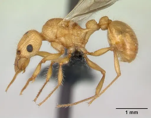 Tetramorium kelleri specimen CASENT0134996 image casent0134996_3
