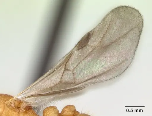 Tetramorium kelleri specimen CASENT0134996 image casent0134996_4