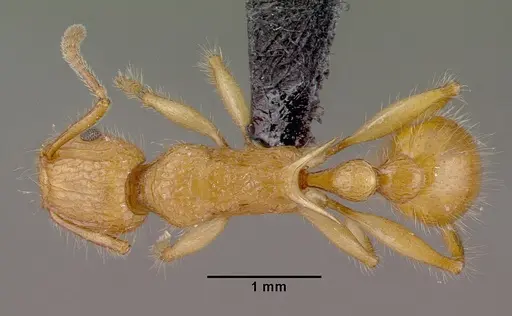 Tetramorium kelleri specimen CASENT0467063 image casent0467063_1