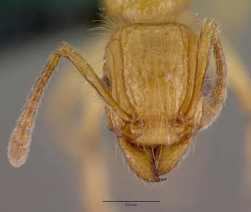 Tetramorium kelleri specimen CASENT0467063 image casent0467063_2