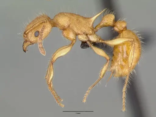 Tetramorium kelleri specimen CASENT0467063 image casent0467063_3