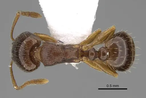 Tetramorium kephalosi specimen CASENT0922695 image casent0922695_1