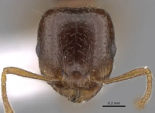 Tetramorium kephalosi specimen CASENT0922695 image casent0922695_2
