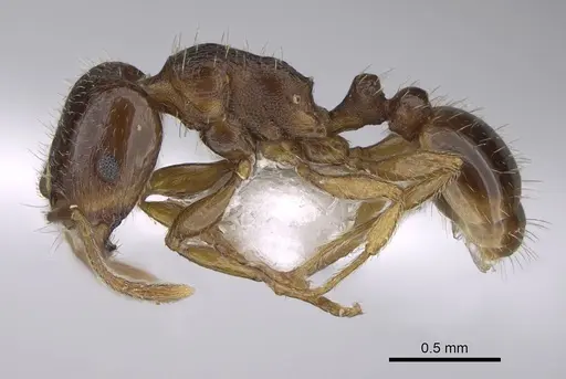 Tetramorium kephalosi specimen CASENT0922695 image casent0922695_3