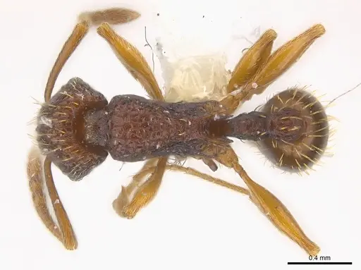 Tetramorium kestrum specimen CASENT0217077 image casent0217077_1