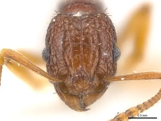 Tetramorium kestrum specimen CASENT0217077 image casent0217077_2