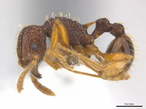 Tetramorium kestrum specimen CASENT0217077 image casent0217077_3