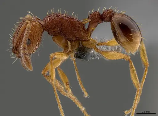 Tetramorium kestrum specimen CASENT0365738 image casent0365738_1