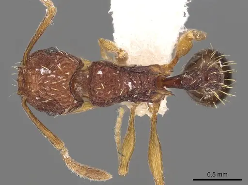 Tetramorium kestrum specimen CASENT0901202 image casent0901202_1