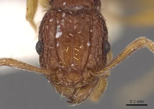 Tetramorium kestrum specimen CASENT0901202 image casent0901202_2