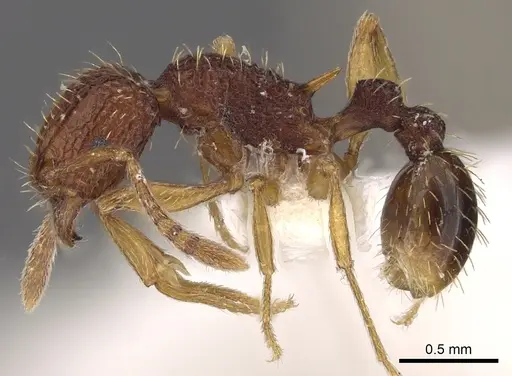 Tetramorium kestrum specimen CASENT0901202 image casent0901202_3