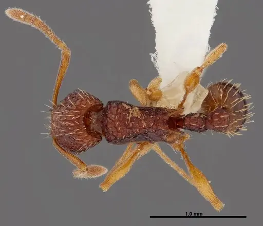 Tetramorium kestrum specimen FMNHINS0000047313 image fmnhins0000047313_1