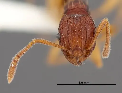 Tetramorium kestrum specimen FMNHINS0000047313 image fmnhins0000047313_2