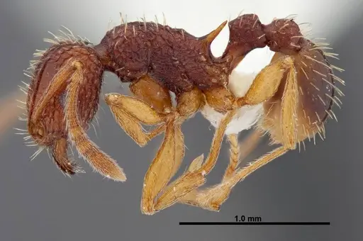 Tetramorium kestrum specimen FMNHINS0000047313 image fmnhins0000047313_3