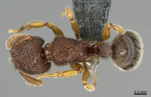 Tetramorium kheperra specimen CASENT0276744 image casent0276744_1