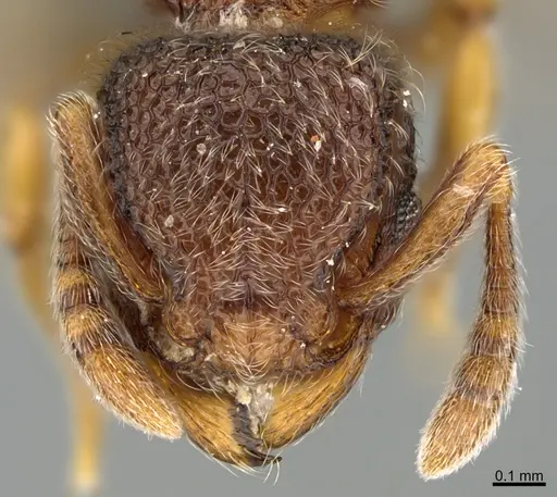Tetramorium kheperra specimen CASENT0276744 image casent0276744_2