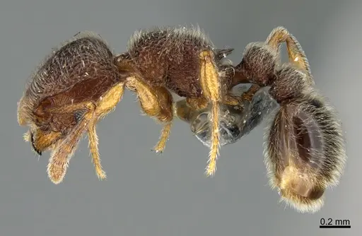 Tetramorium kheperra specimen CASENT0276744 image casent0276744_3