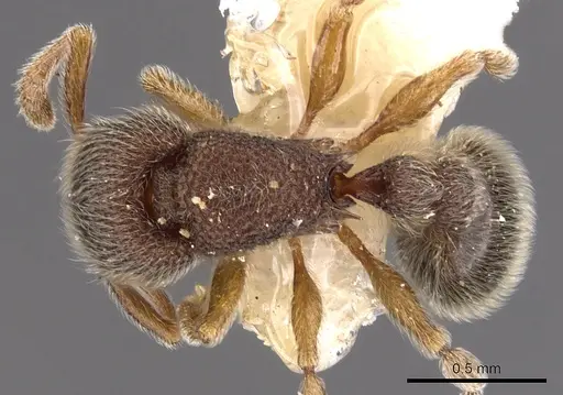 Tetramorium kheperra specimen CASENT0901062 image casent0901062_1