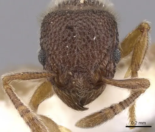 Tetramorium kheperra specimen CASENT0901062 image casent0901062_2