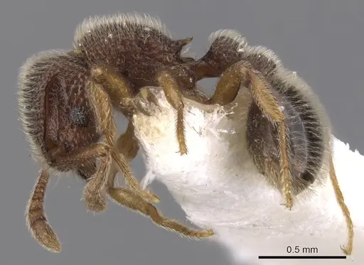 Tetramorium kheperra specimen CASENT0901062 image casent0901062_3