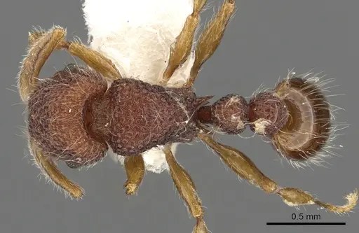 Tetramorium khnum specimen CASENT0901100 image casent0901100_1