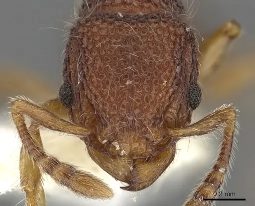 Tetramorium khnum specimen CASENT0901100 image casent0901100_2