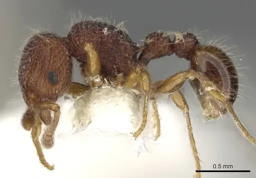 Tetramorium khnum specimen CASENT0901100 image casent0901100_3