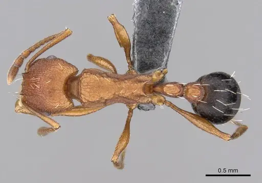 Tetramorium khyarum specimen CASENT0264349 image casent0264349_1
