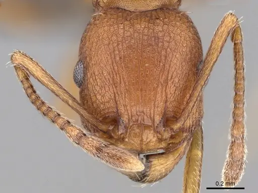 Tetramorium khyarum specimen CASENT0264349 image casent0264349_2