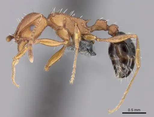 Tetramorium khyarum specimen CASENT0264349 image casent0264349_3