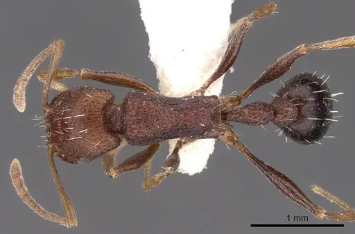 Tetramorium khyarum specimen CASENT0901246 image casent0901246_1