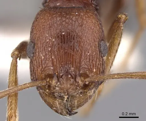 Tetramorium khyarum specimen CASENT0901246 image casent0901246_2