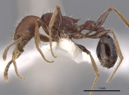 Tetramorium khyarum specimen CASENT0901246 image casent0901246_3