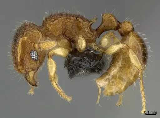 Tetramorium kraepelini specimen CASENT0269127 image casent0269127_1