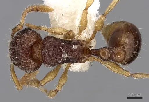 Tetramorium kraepelini specimen CASENT0280891 image casent0280891_1