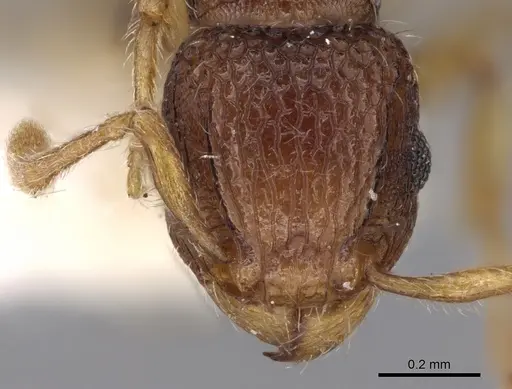 Tetramorium kraepelini specimen CASENT0280891 image casent0280891_2