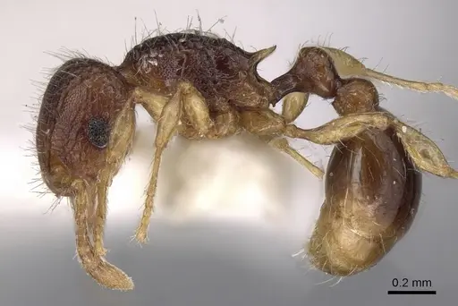 Tetramorium kraepelini specimen CASENT0280891 image casent0280891_3