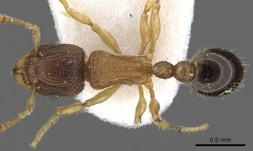 Tetramorium kraepelini specimen CASENT0901095 image casent0901095_1