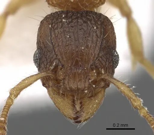 Tetramorium kraepelini specimen CASENT0901095 image casent0901095_2