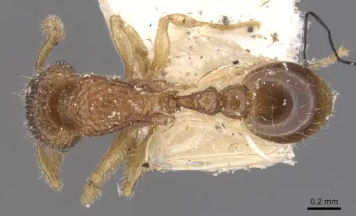 Tetramorium kraepelini specimen CASENT0909170 image casent0909170_1
