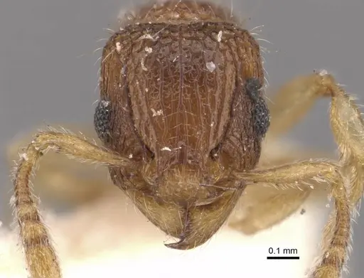 Tetramorium kraepelini specimen CASENT0909170 image casent0909170_2