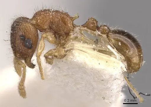Tetramorium kraepelini specimen CASENT0909170 image casent0909170_3