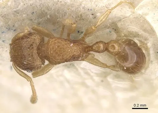 Tetramorium kraepelini specimen CASENT0915023 image casent0915023_1