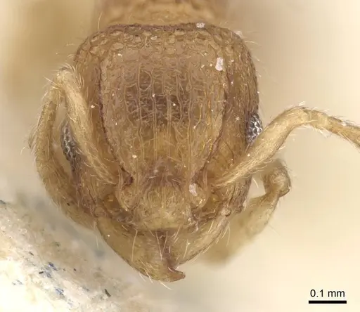 Tetramorium kraepelini specimen CASENT0915023 image casent0915023_2