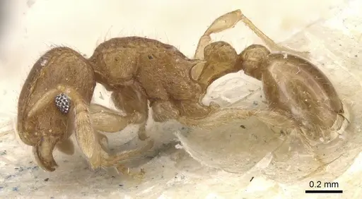 Tetramorium kraepelini specimen CASENT0915023 image casent0915023_3
