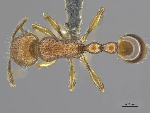 Tetramorium krishnani specimen NCBS-AV940 image ncbs-av940_1