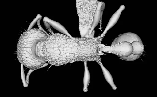 Tetramorium krishnani specimen NCBS-AV940 image ncbs-av940_2