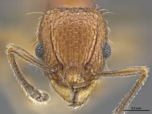 Tetramorium krishnani specimen NCBS-AV940 image ncbs-av940_3