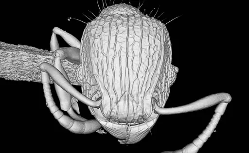 Tetramorium krishnani specimen NCBS-AV940 image ncbs-av940_4