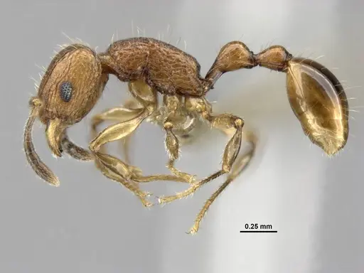 Tetramorium krishnani specimen NCBS-AV940 image ncbs-av940_5